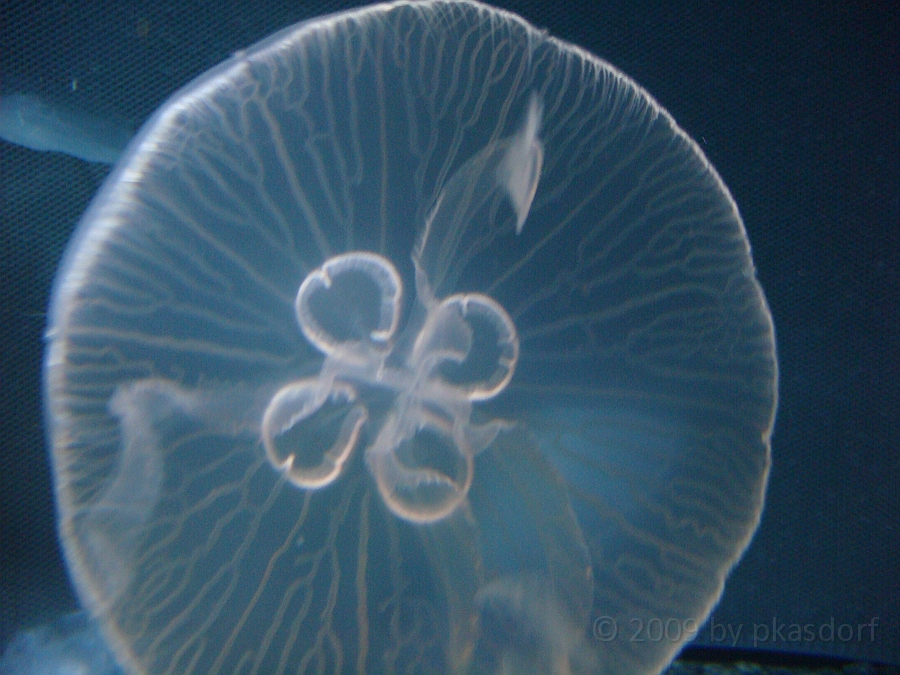 Baltimore [2009 July 02] 184.JPG - Scenes from Baltimore's Inner Harbor.